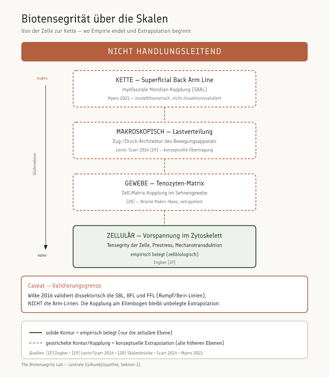 Schema: Biotensegritäts-Skalenkopplung von zellulärer Vorspannung über Gewebe und Makroebene bis zur myofaszialen Kette, durchgehend als konzeptuell und nicht handlungsleitend markiert