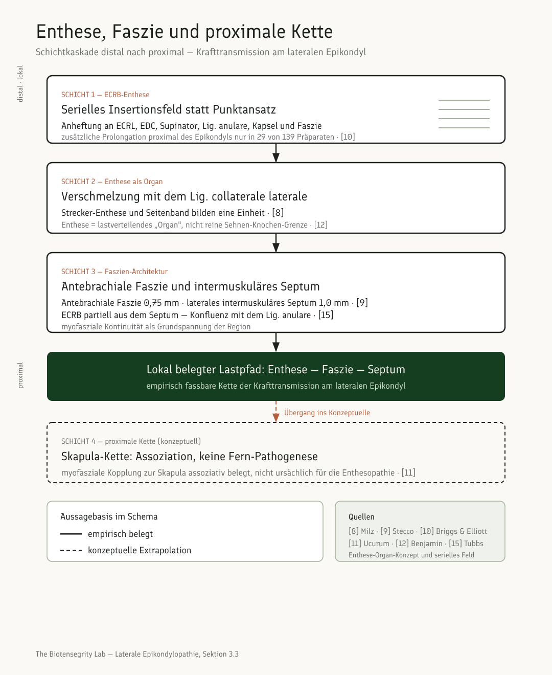 Schema: Schichten- und Kettenmodell von der ECRB-Enthese über die verschmolzene Kollateralband-Enthese und die antebrachiale Faszie bis zur proximalen Skapula-Kette