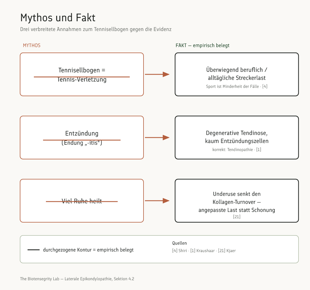 Schema: Mythos und durchgestrichener Mythos gegenüber dem belegten Fakt – Tennisbezug, Entzündung und Ruhe bei der lateralen Epikondylopathie