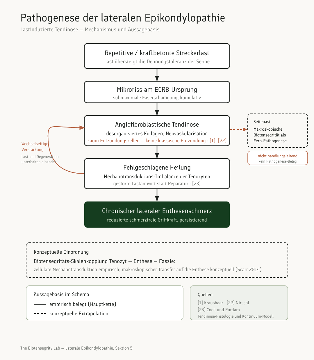 Schema: Pathogenese-Kaskade der lateralen Epikondylopathie von repetitiver Last über Mikroriss und angiofibroblastische Tendinose bis zur fehlgeschlagenen Heilung