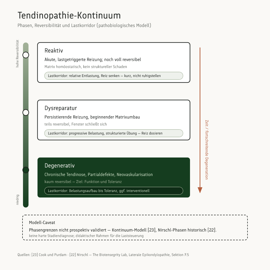 Schema: Tendinopathie-Kontinuum als Timeline von reaktiv über Dysreparatur zu degenerativ mit Reversibilitäts- und Lastkorridor