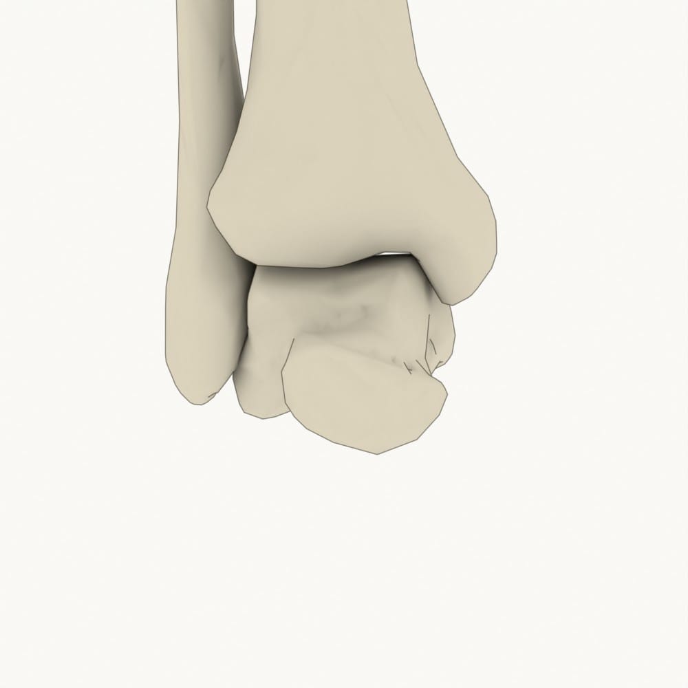 Talus dorsalextendiert, close-packed