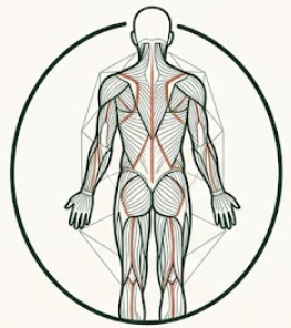 Anatomie